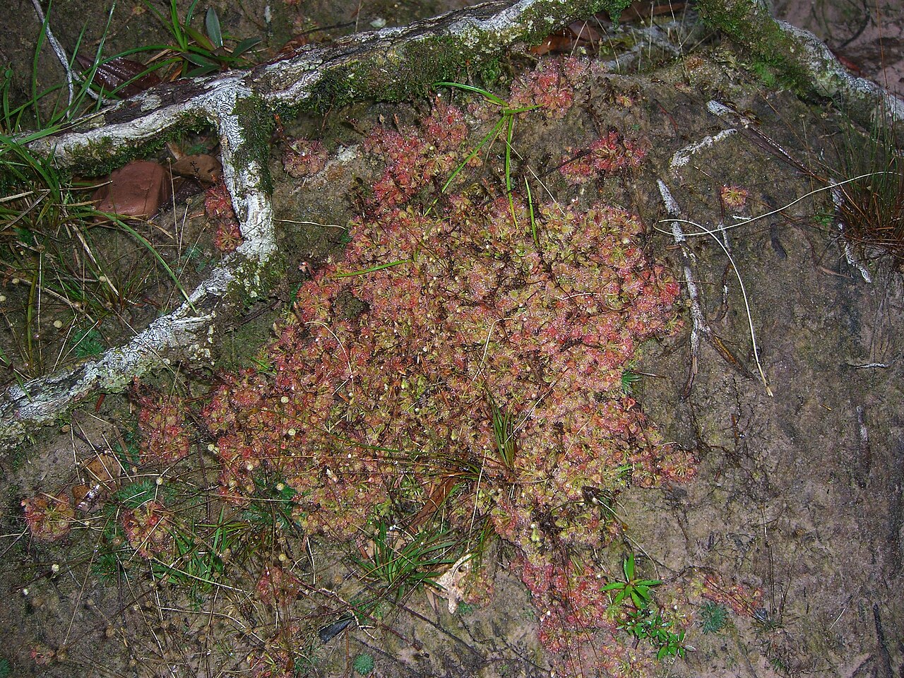 Drosera kaieteurensis — de standplaats