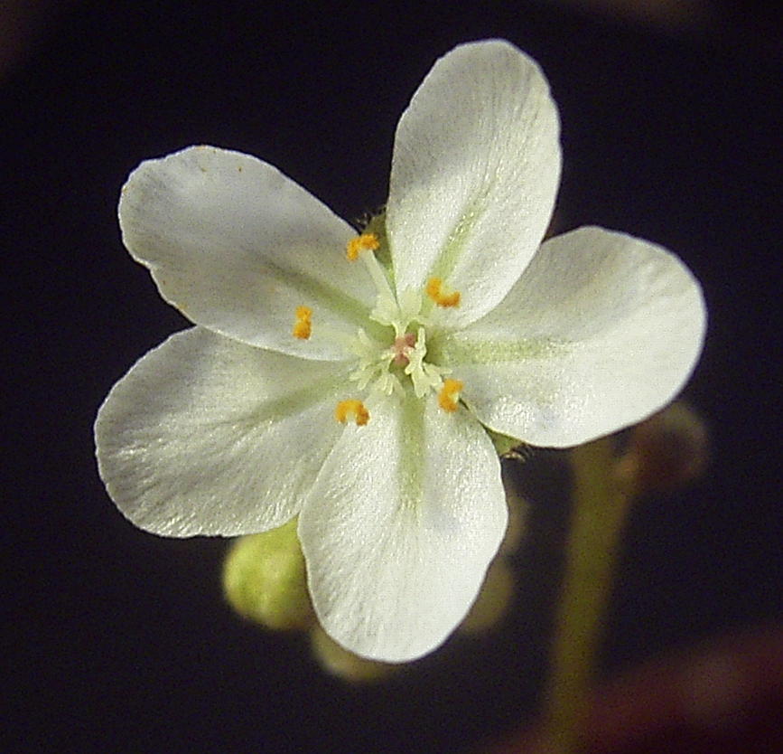 Drosera kenneallyi — the flower