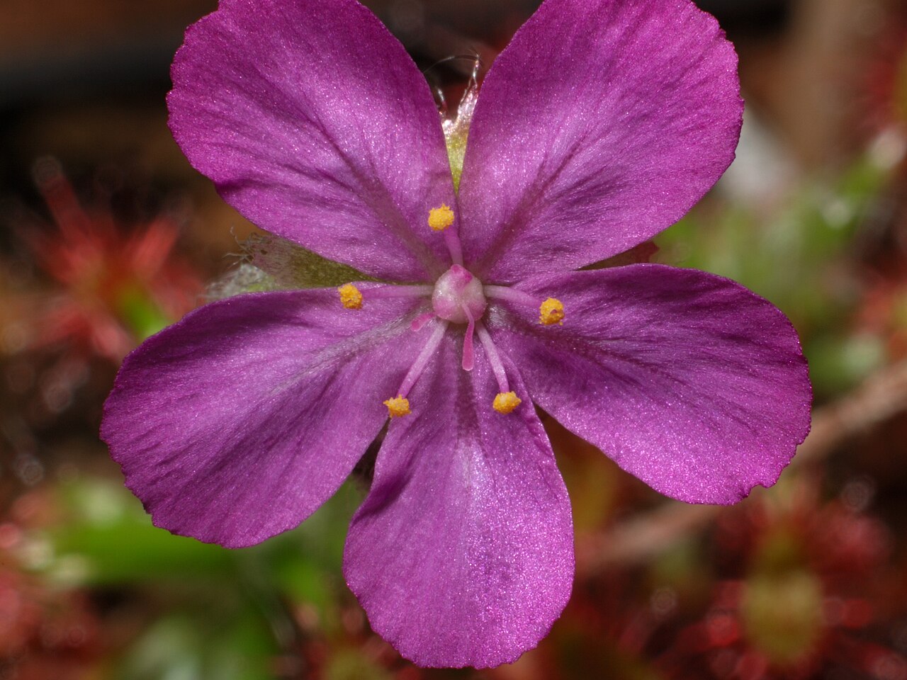Drosera lasiantha — the flower