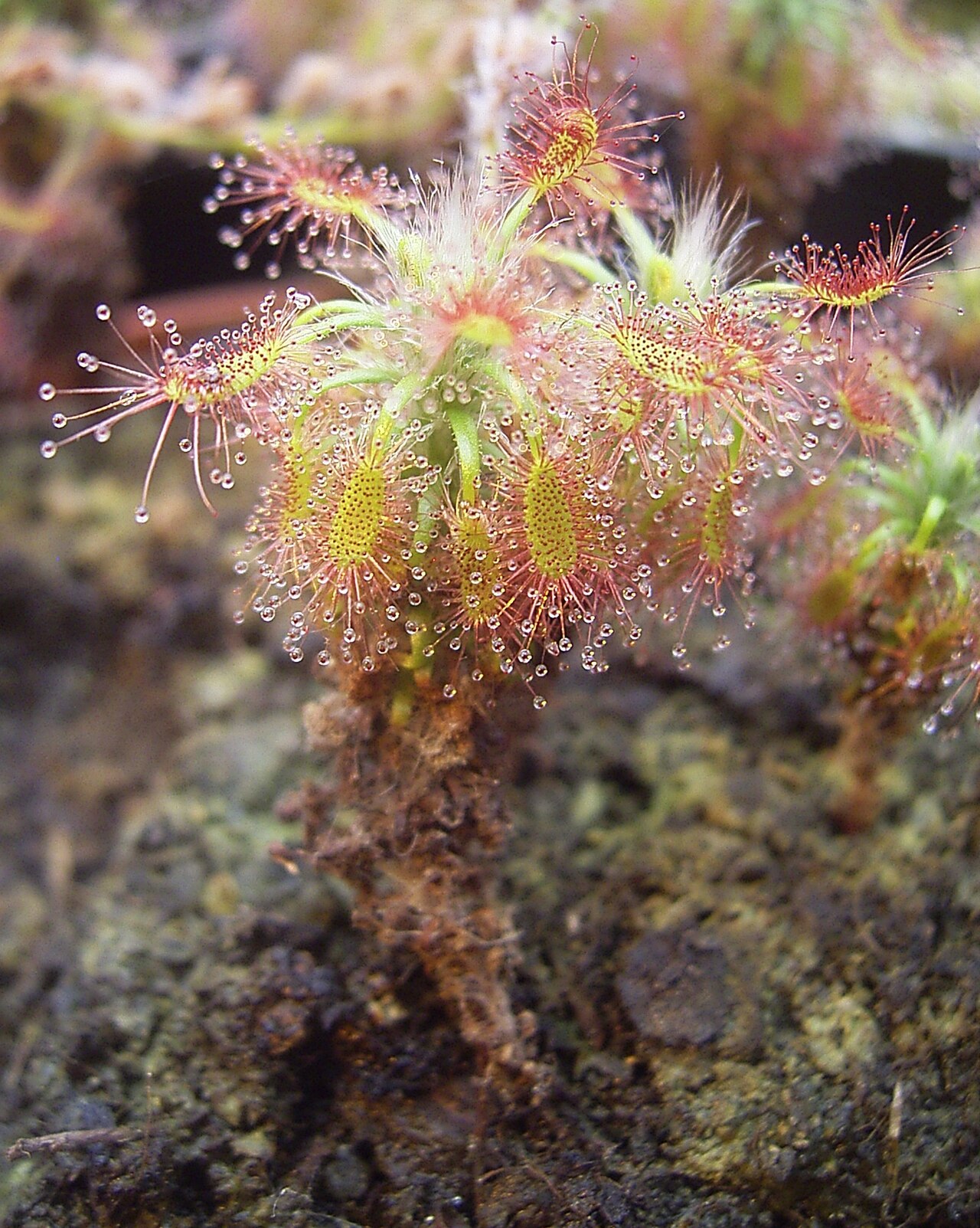 Drosera lasiantha