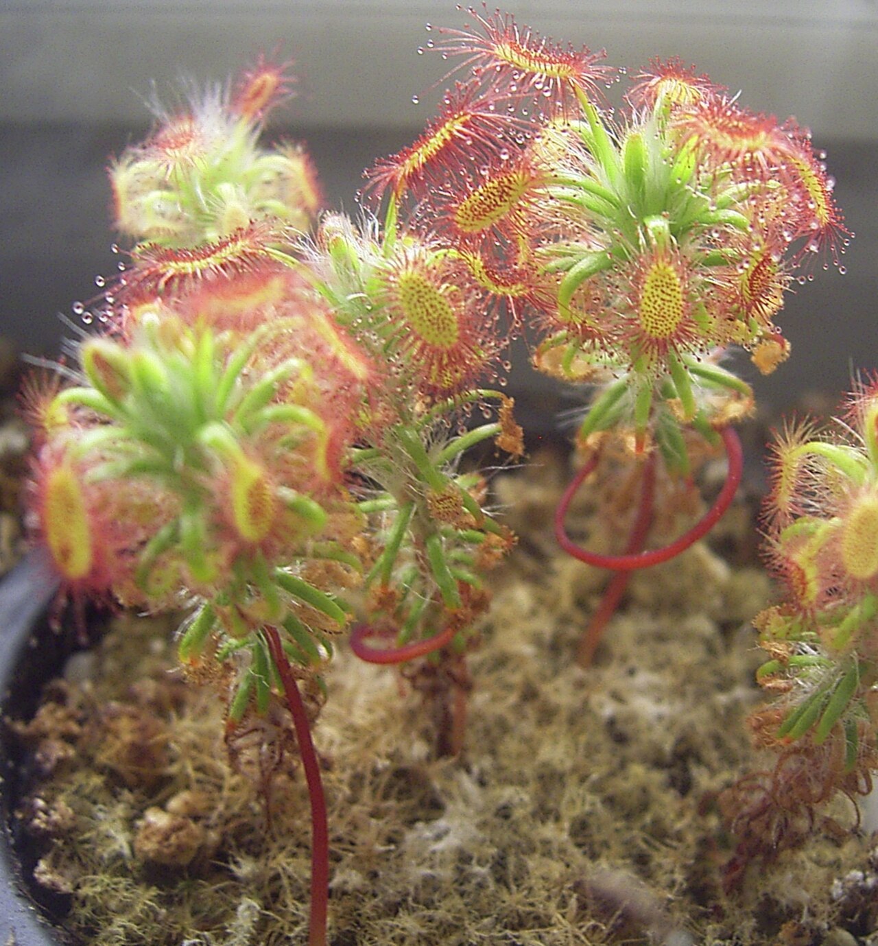 Drosera lasiantha — the trap in close-up