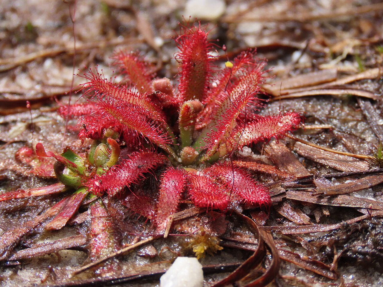 Drosera latifolia