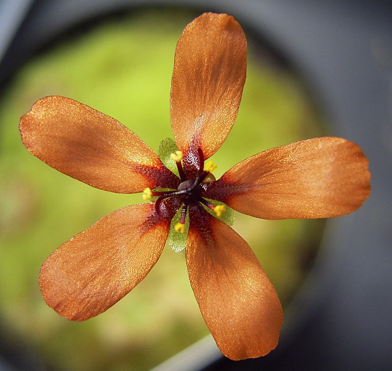 Drosera leucoblasta — la flor
