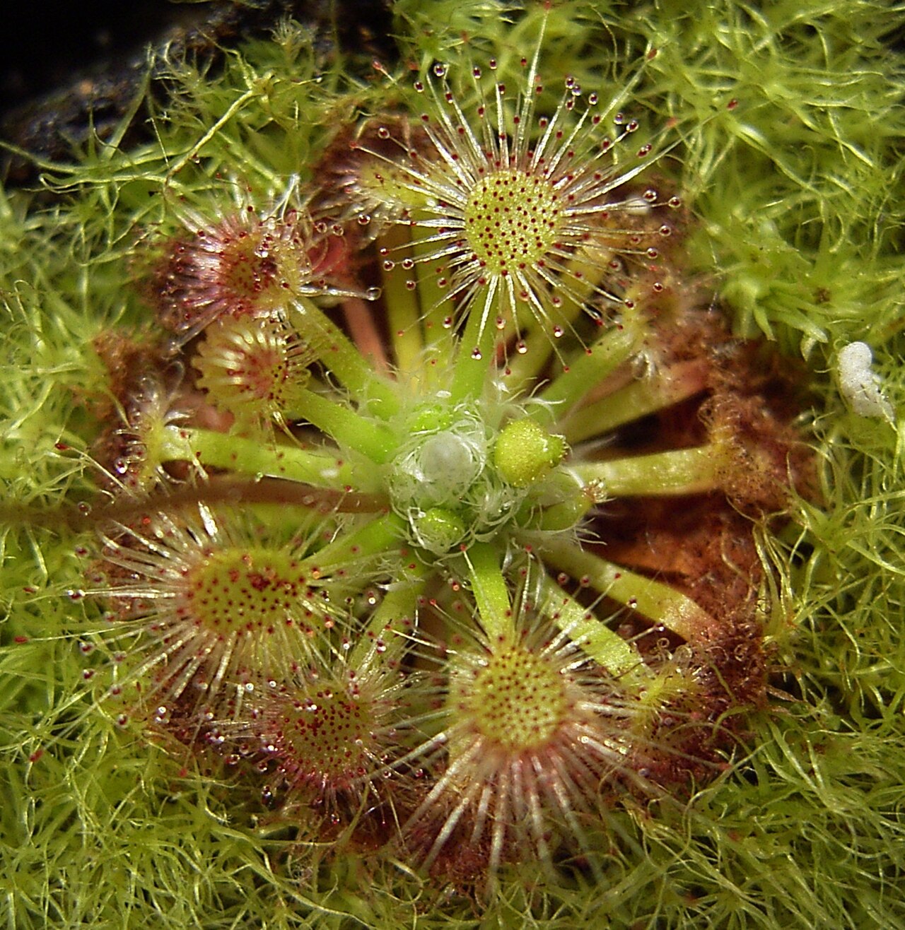 Drosera leucoblasta