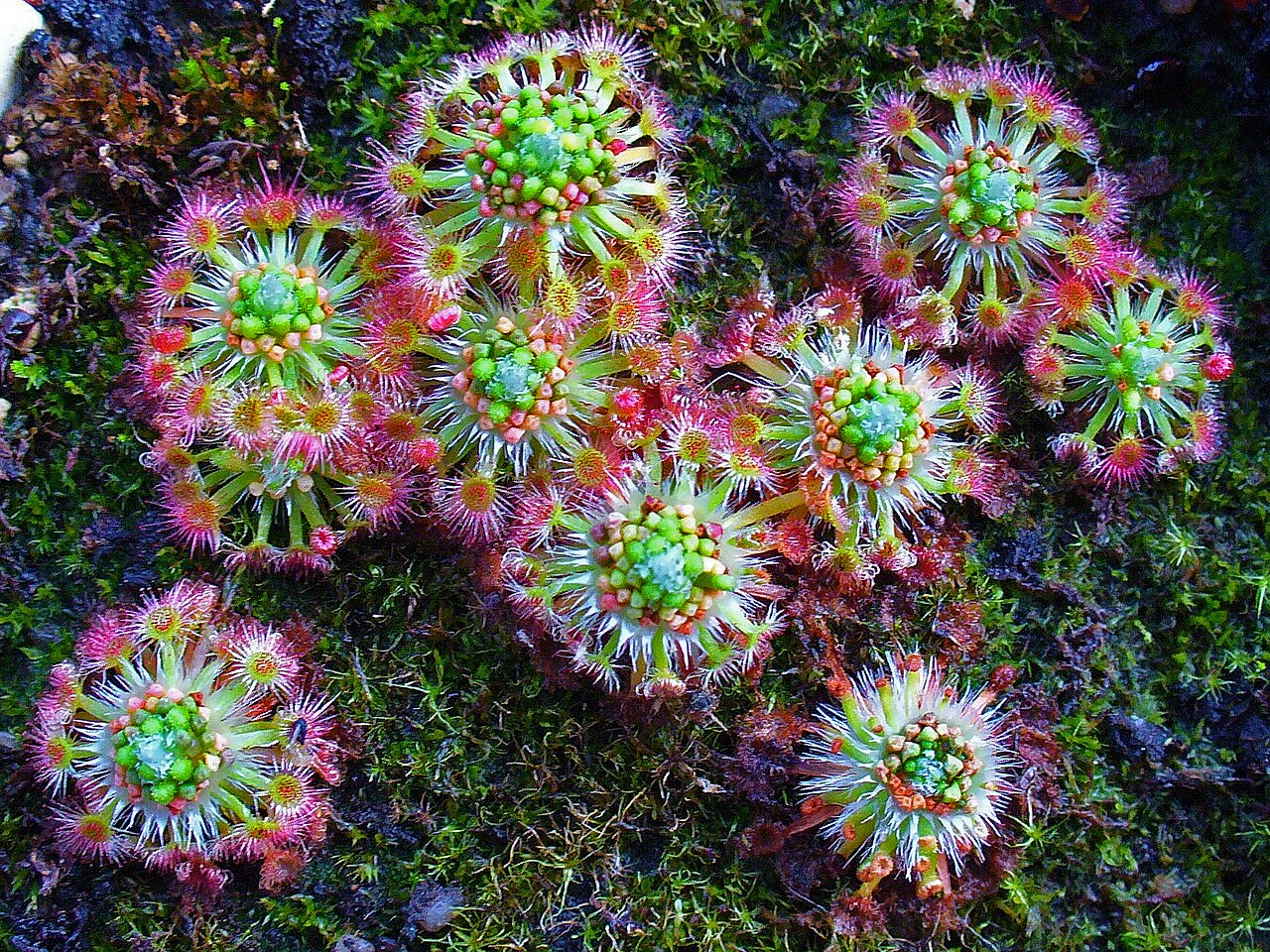 Drosera leucoblasta — el hábitat