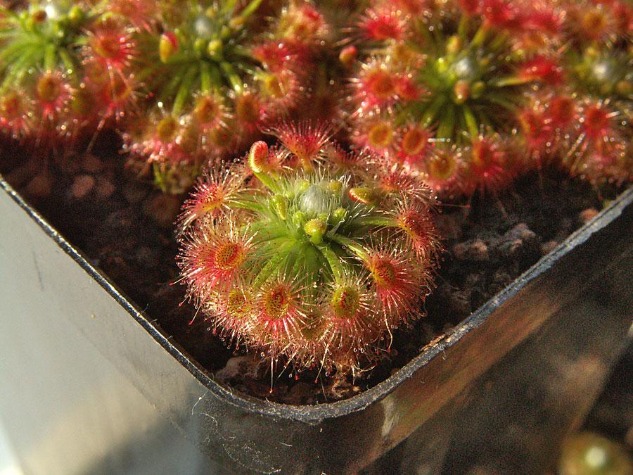 Drosera leucoblasta — la trampa de cerca