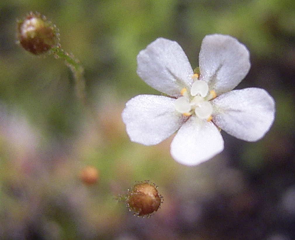 Drosera leucostigma