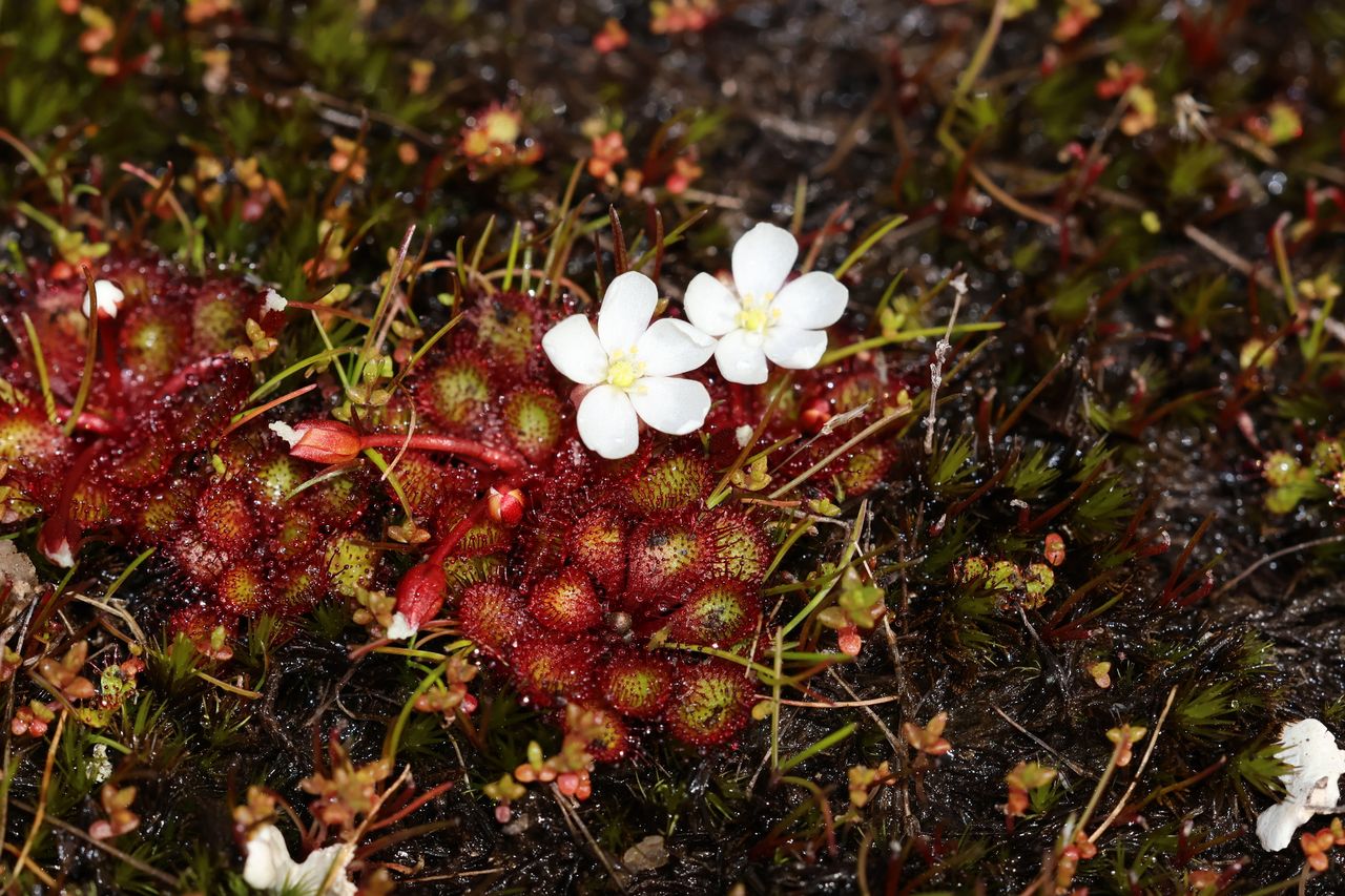 Drosera lowriei