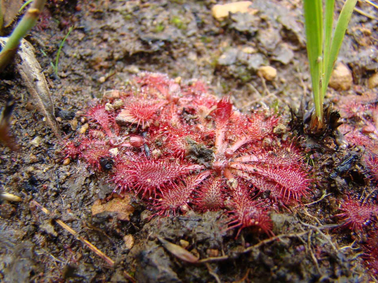 Drosera lutescens