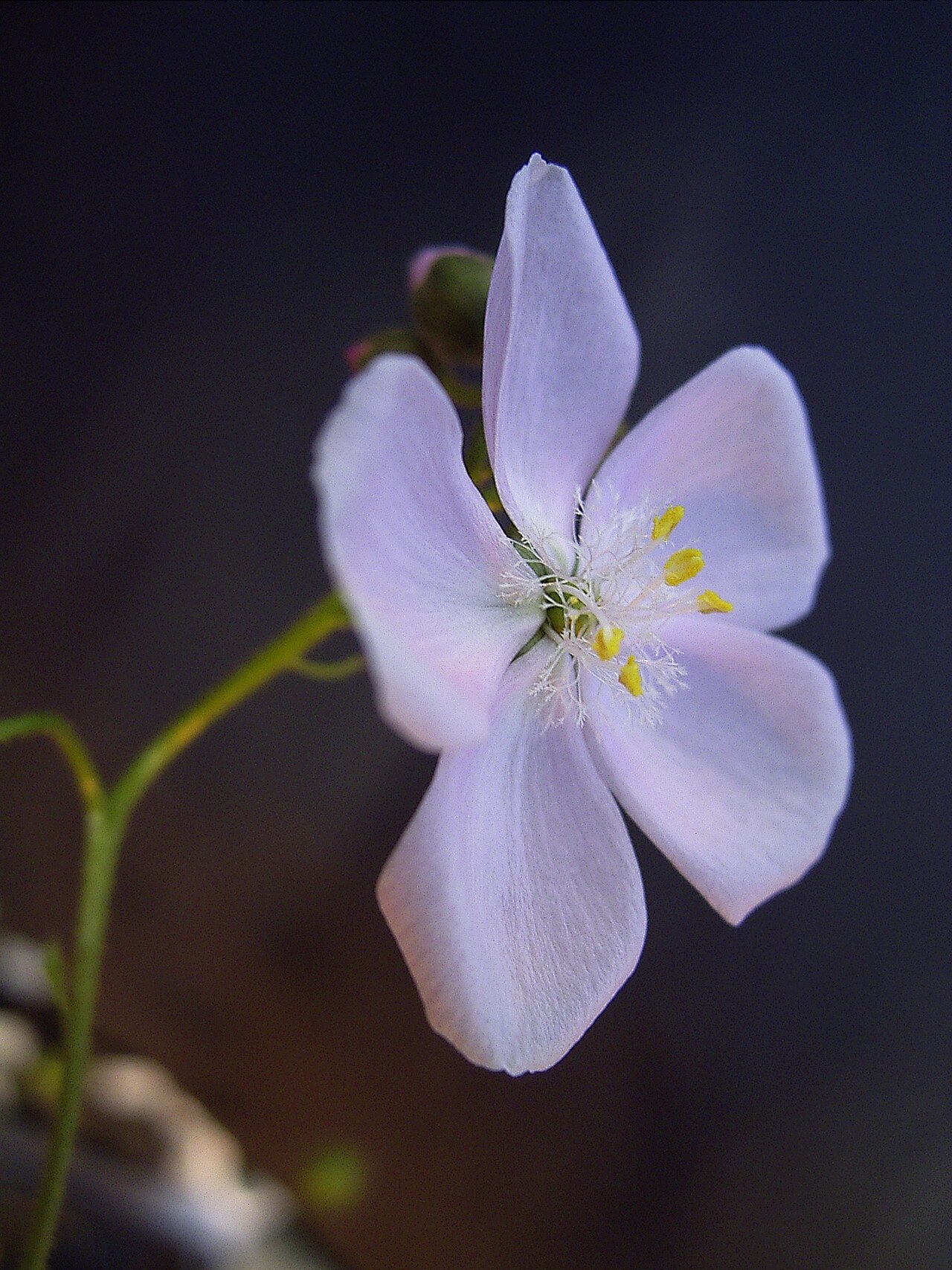 Drosera macrantha — the flower