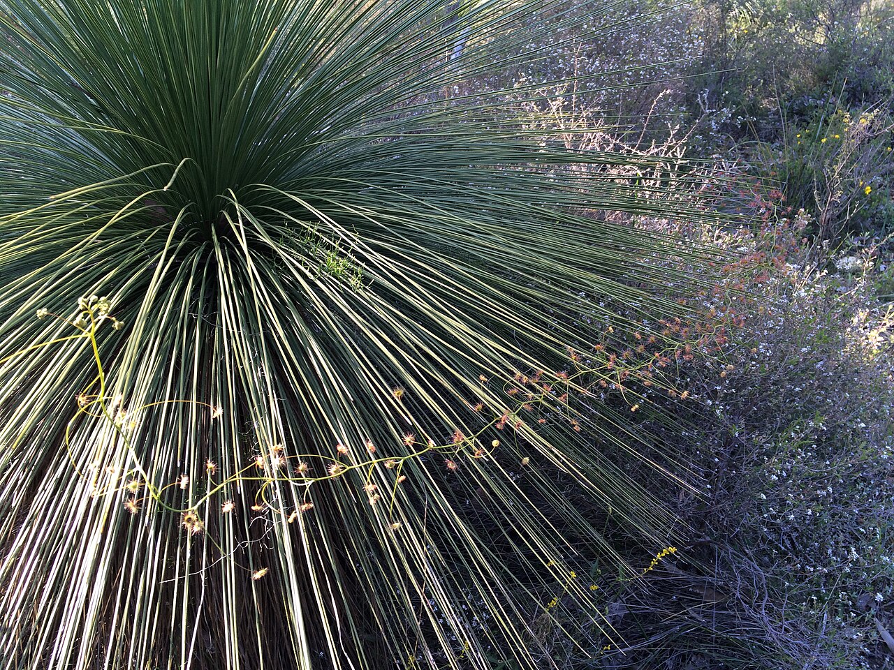 Drosera macrantha — the habitat