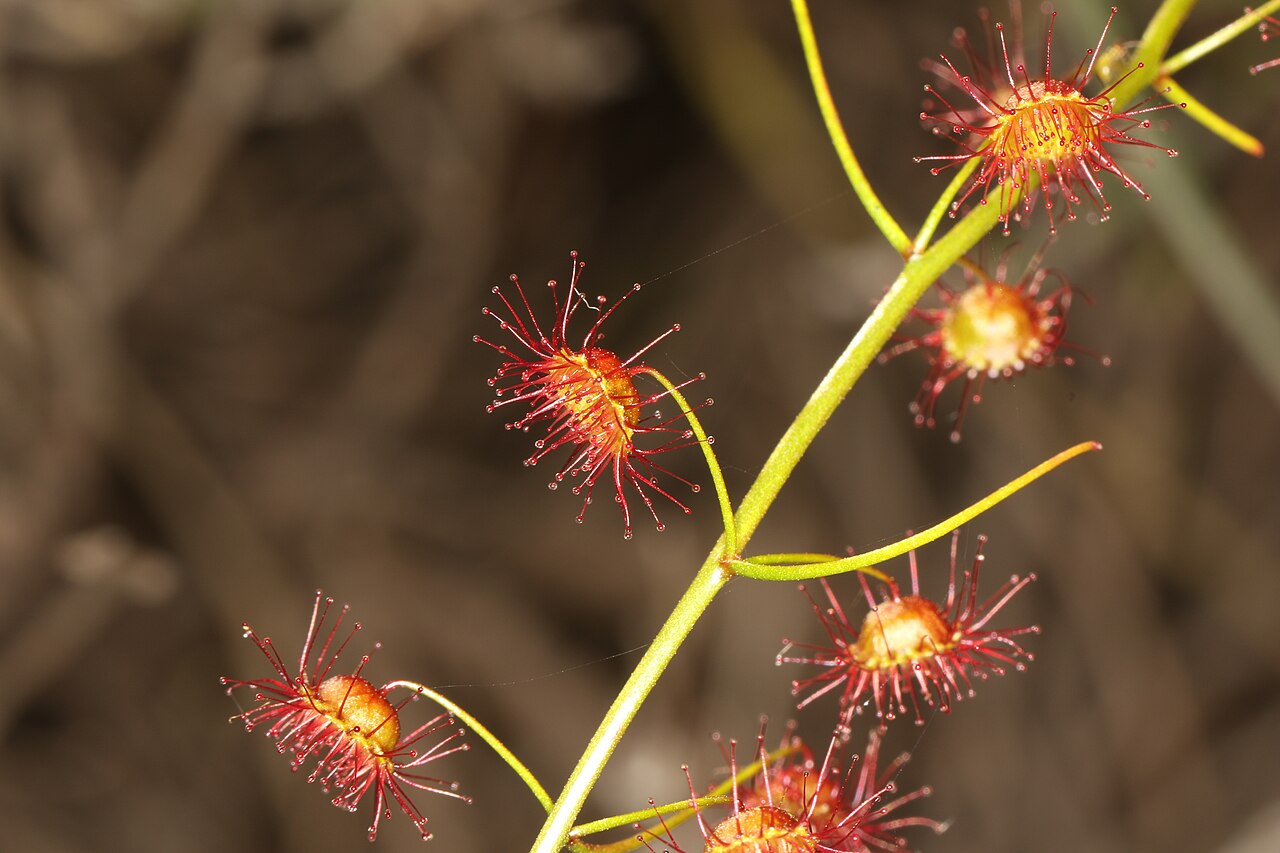 Drosera macrantha — the trap in close-up