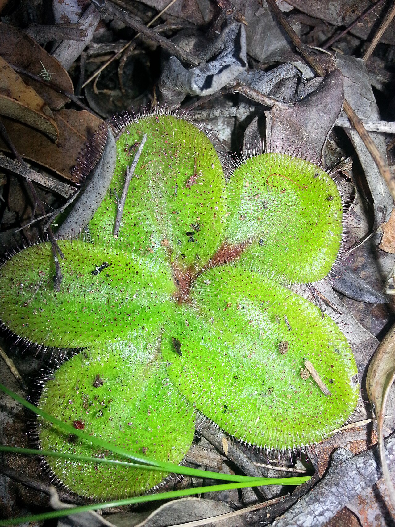 Drosera macrophylla — de val van dichtbij