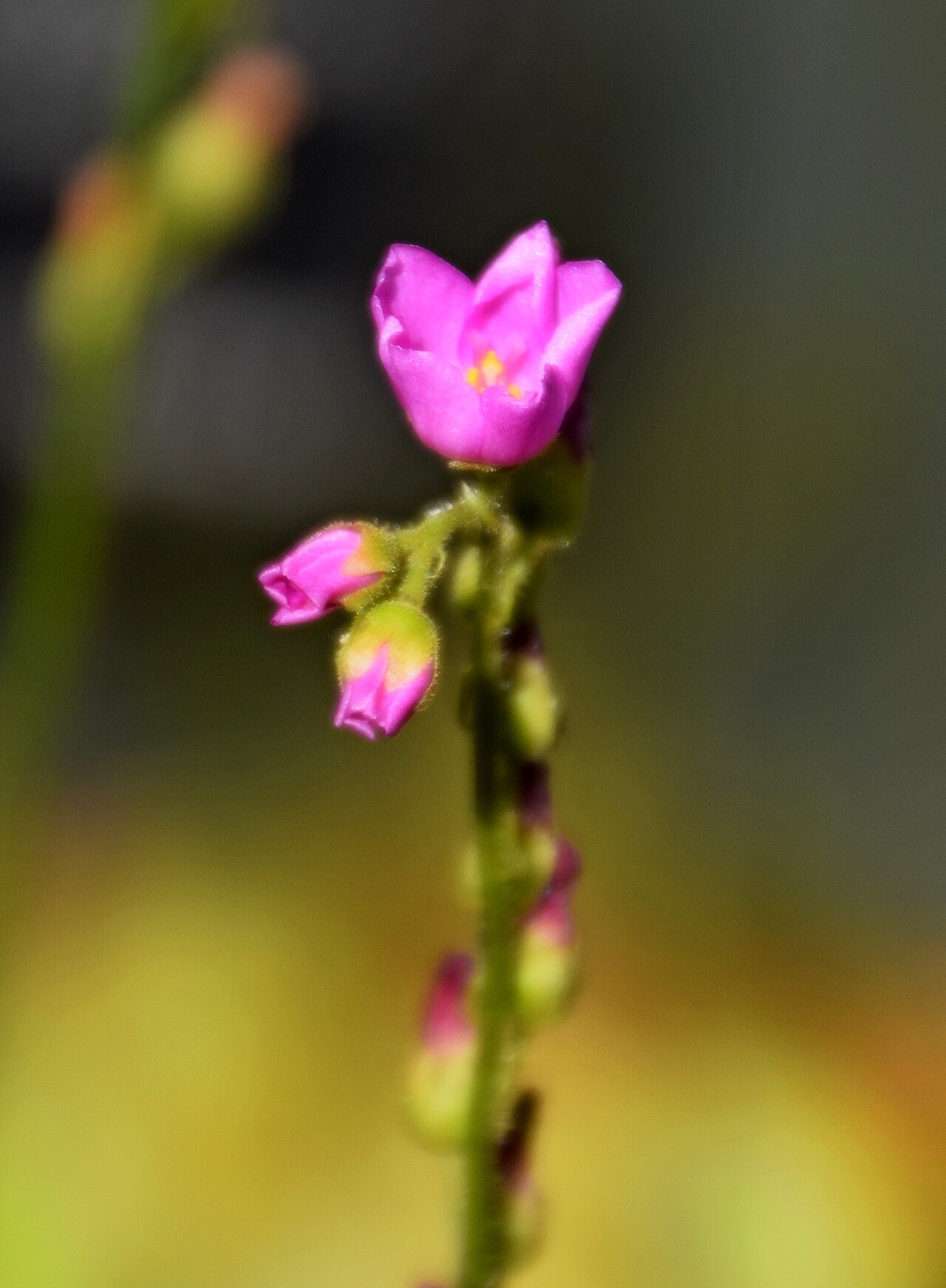 Drosera madagascariensis — la flor