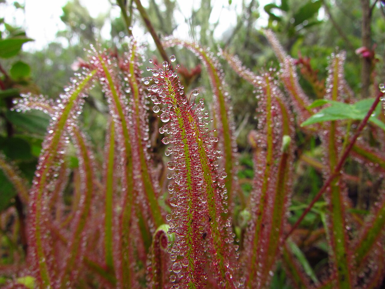 Drosera magnifica — de val van dichtbij
