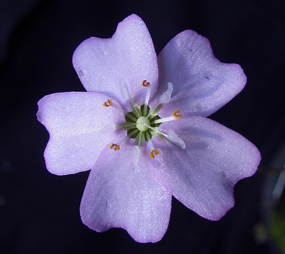 Drosera mannii — la flor