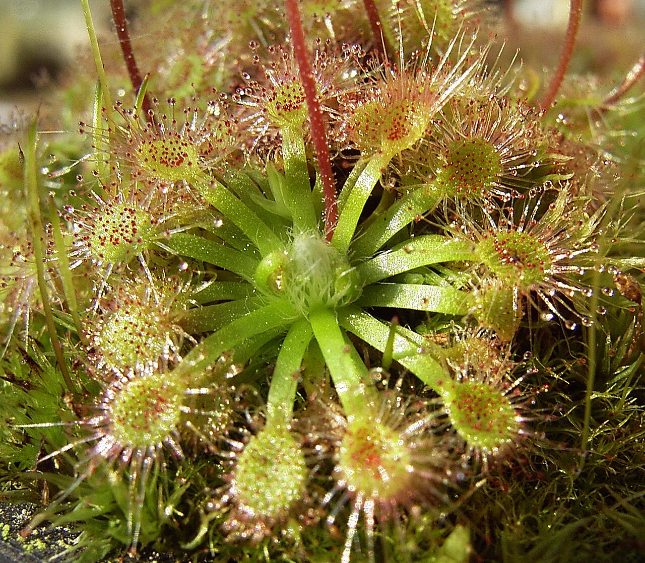 Drosera mannii
