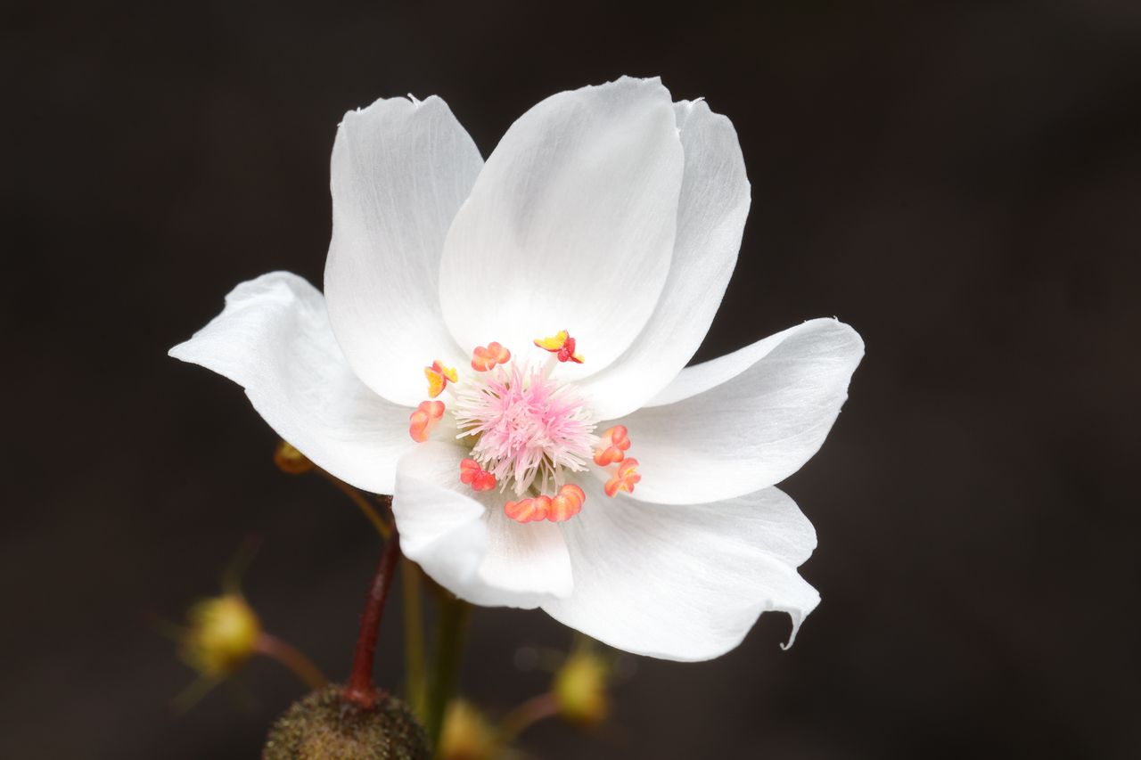 Drosera marchantii
