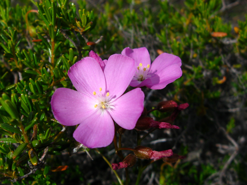 Drosera menziesii — de bloem