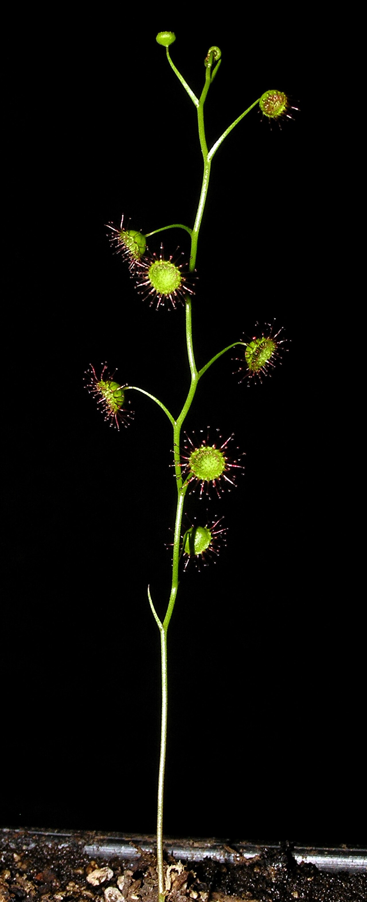 Drosera menziesii