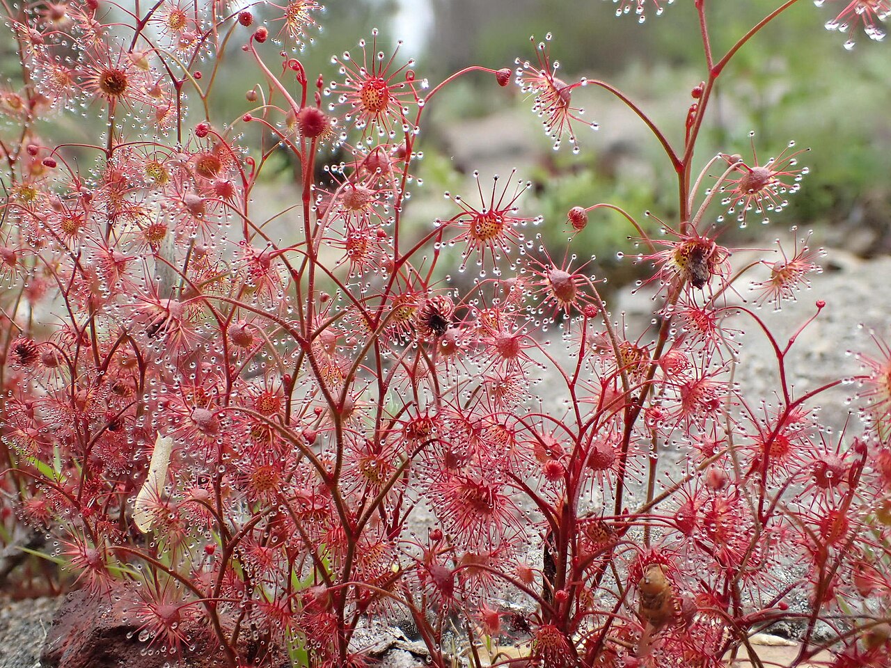 Drosera menziesii — de val van dichtbij