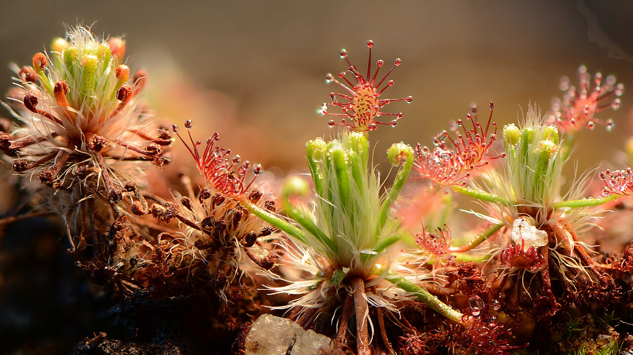 Drosera meristocaulis — the trap in close-up