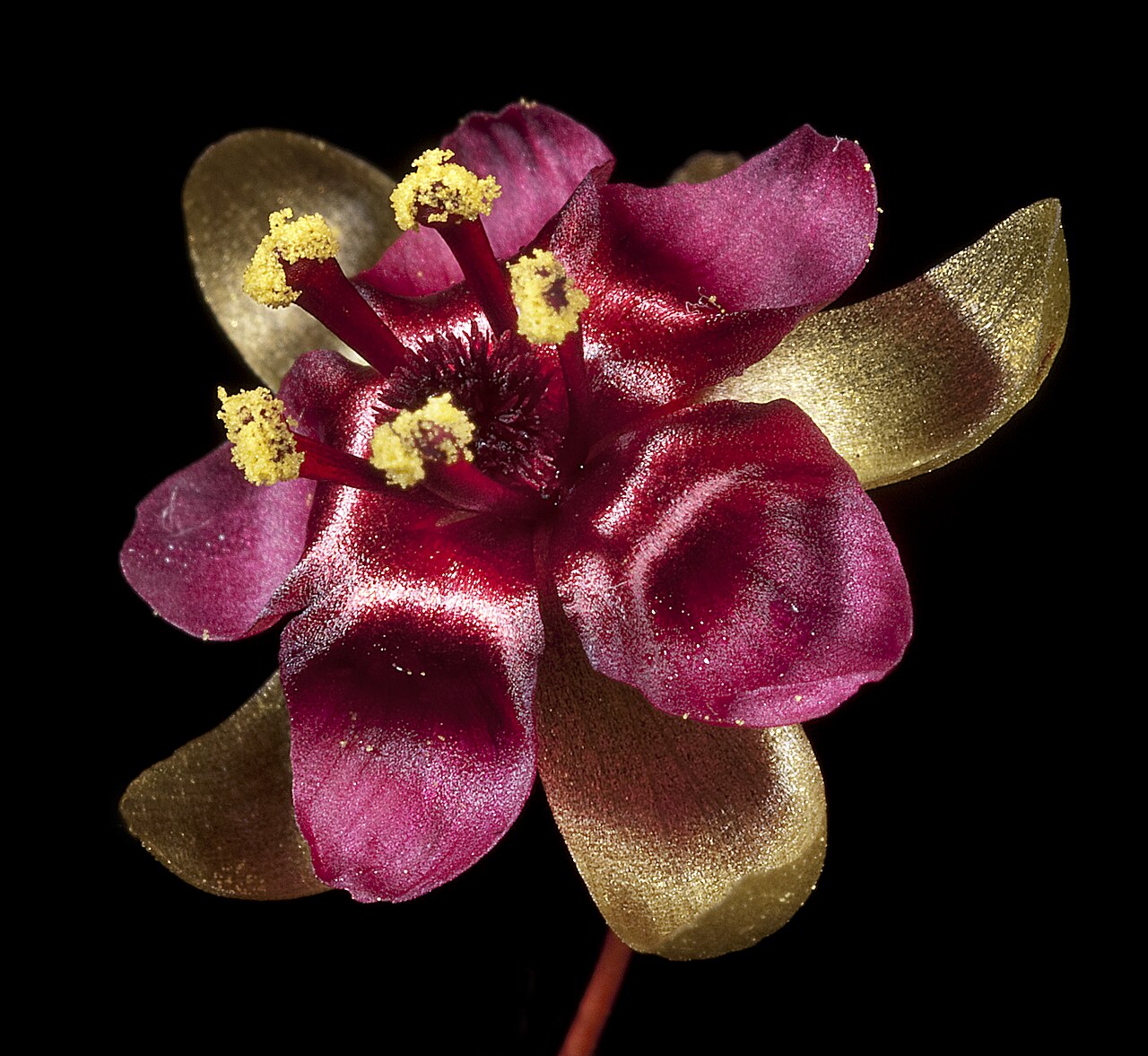 Drosera microphylla — de bloem
