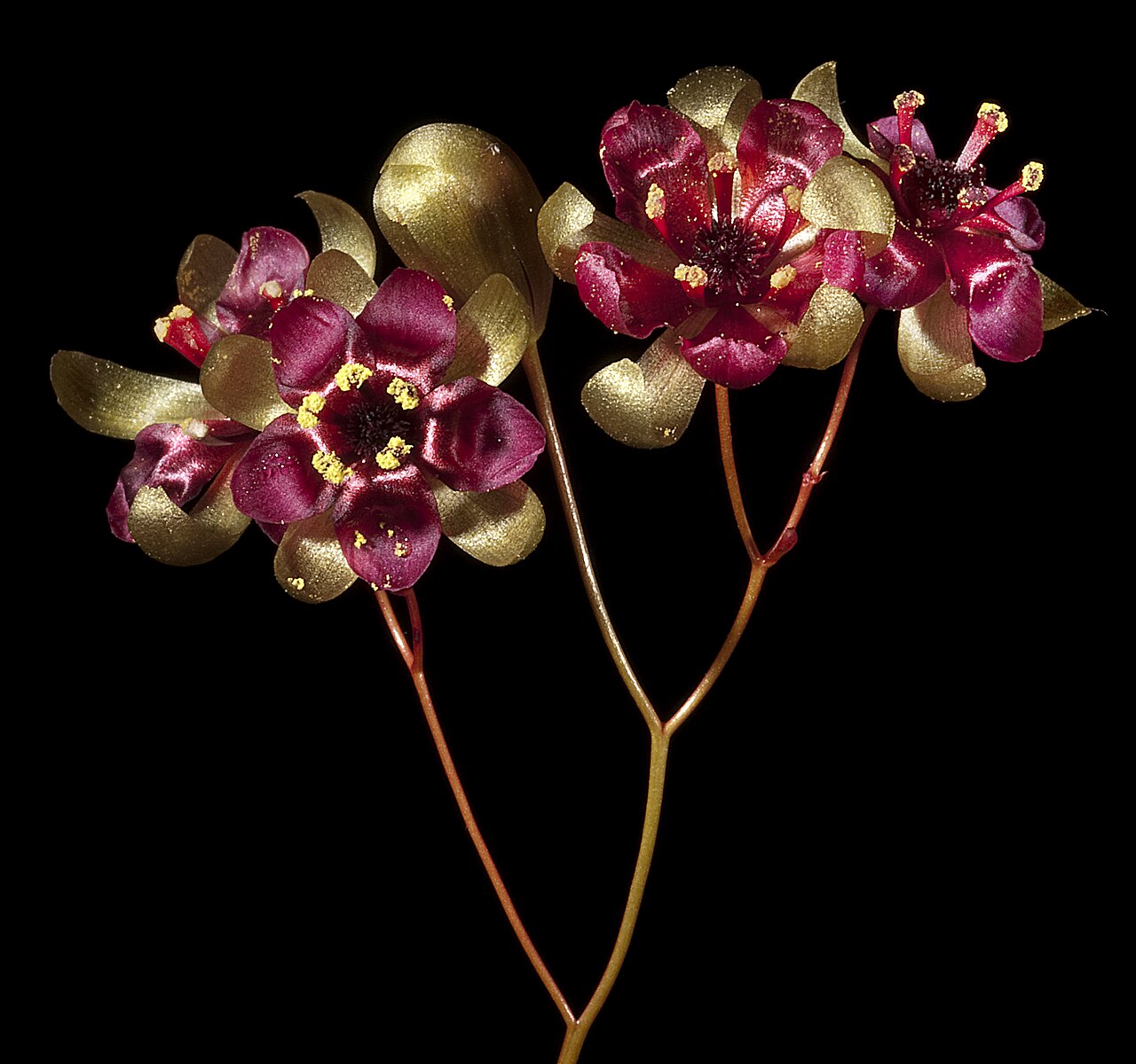 Drosera microphylla