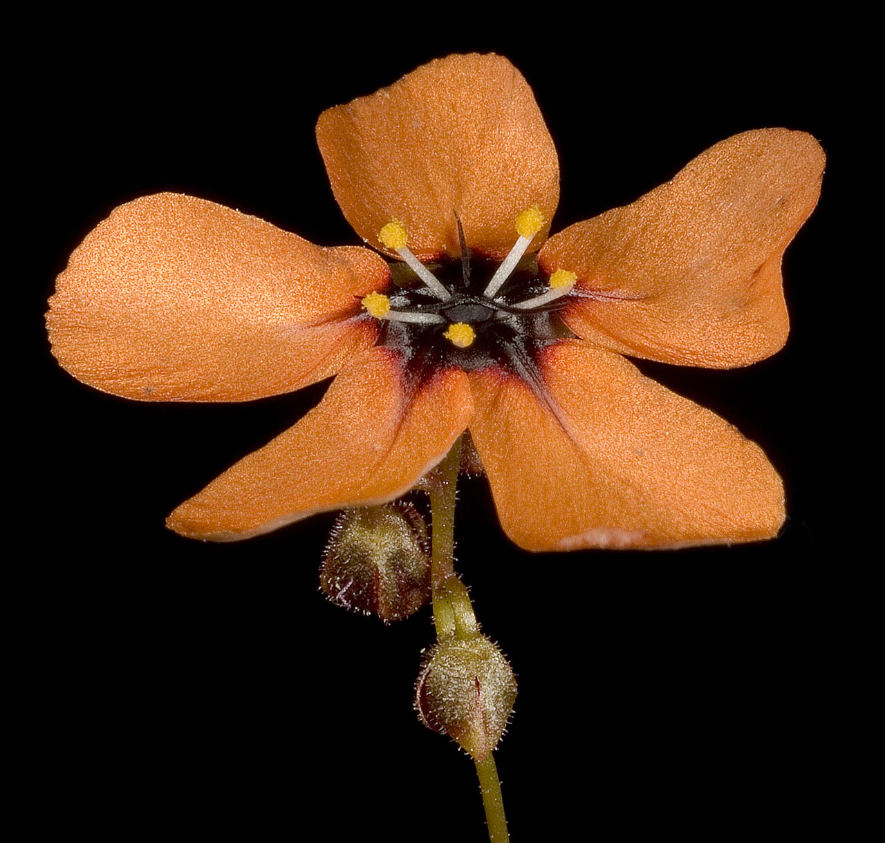Drosera miniata