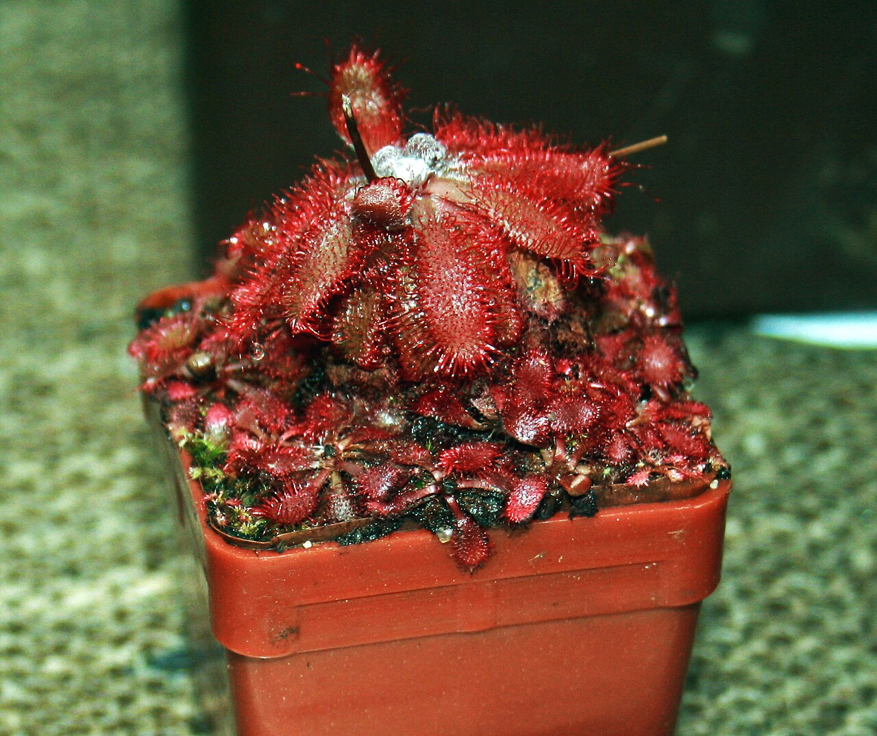 Drosera montana — la trampa de cerca