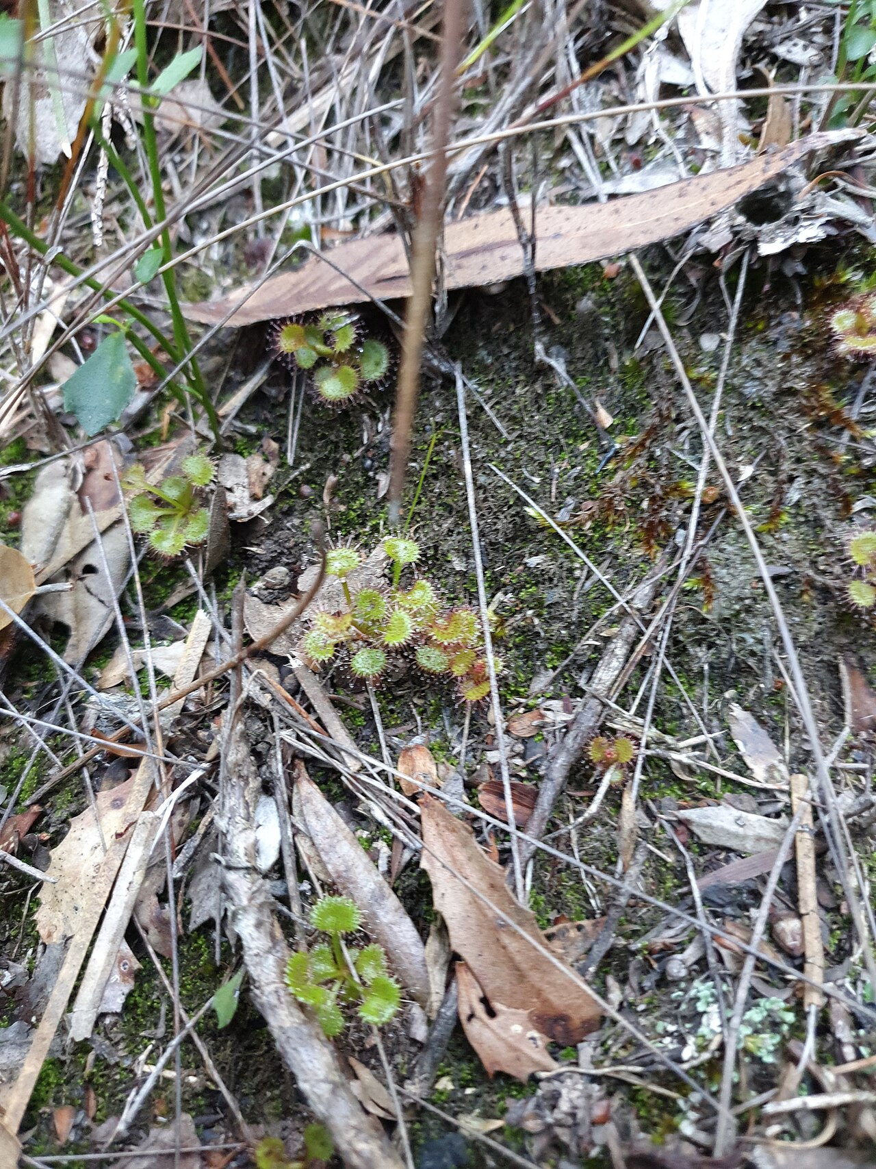 Drosera monticola