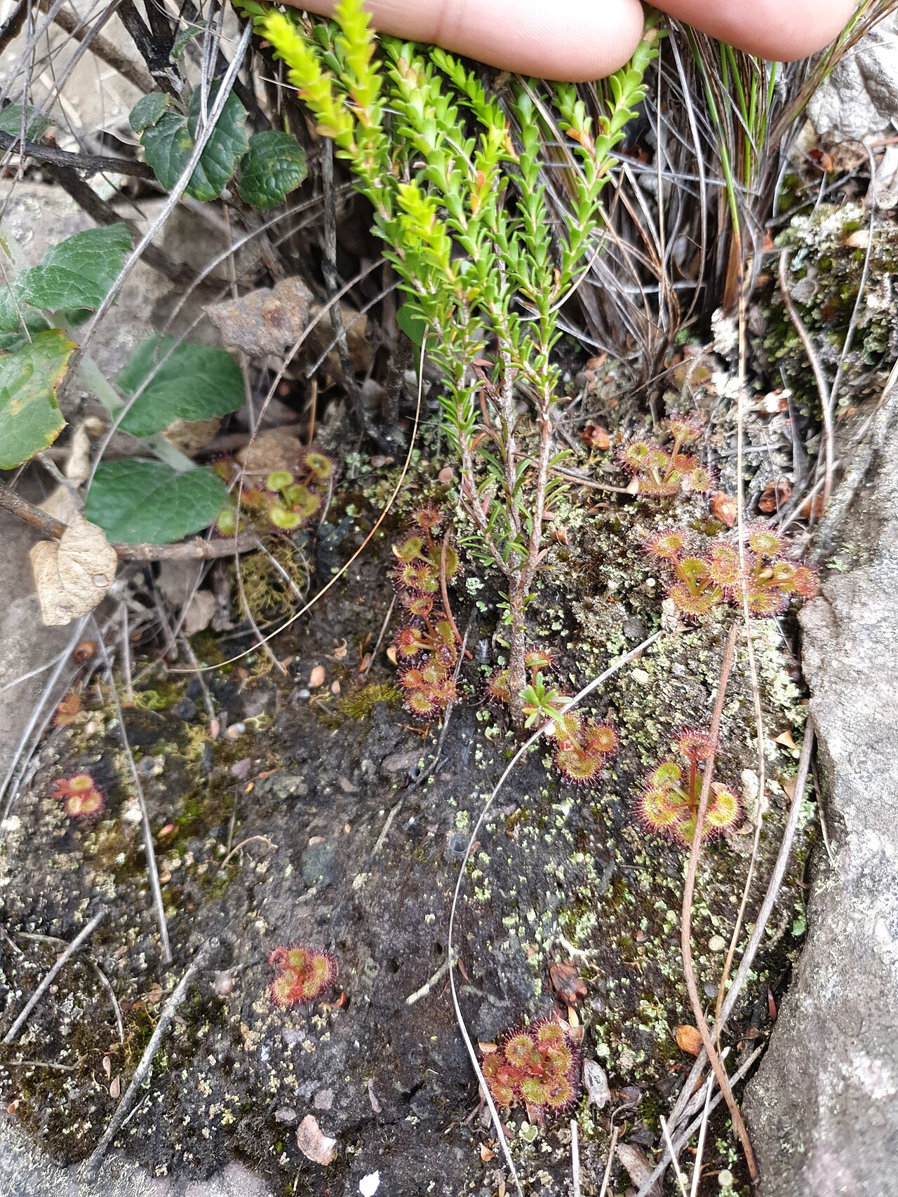 Drosera monticola — the habitat