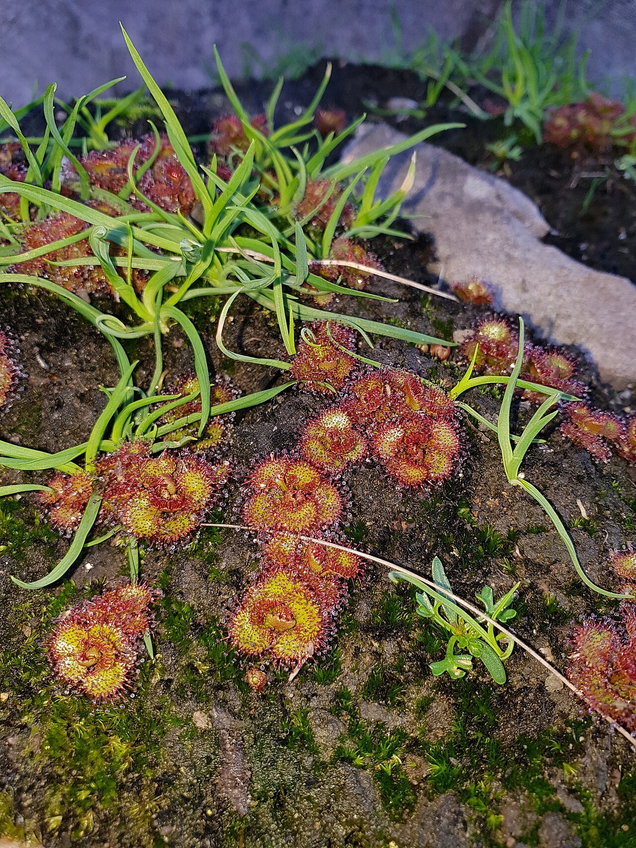 Drosera monticola — the trap in close-up