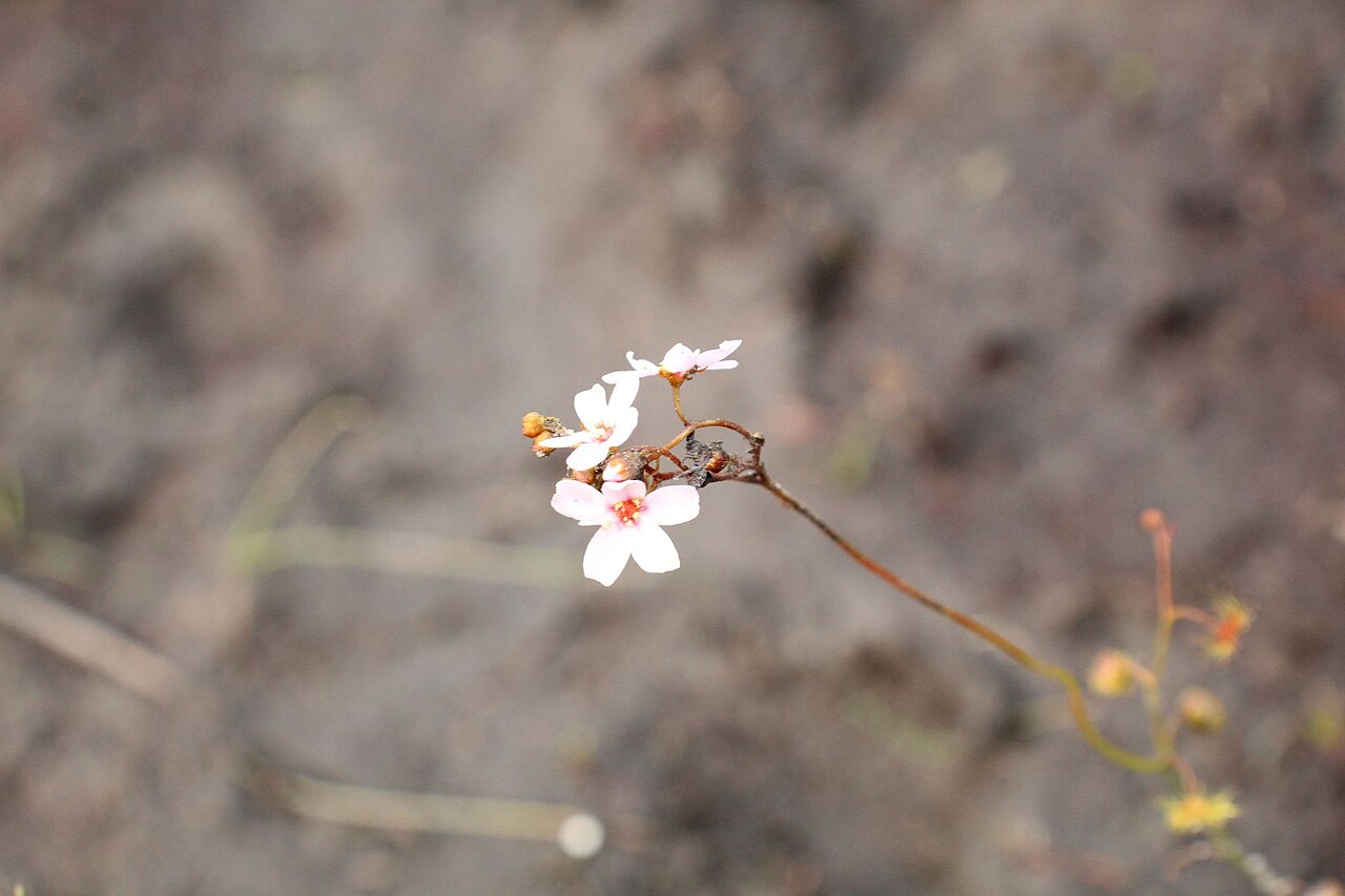 Drosera myriantha