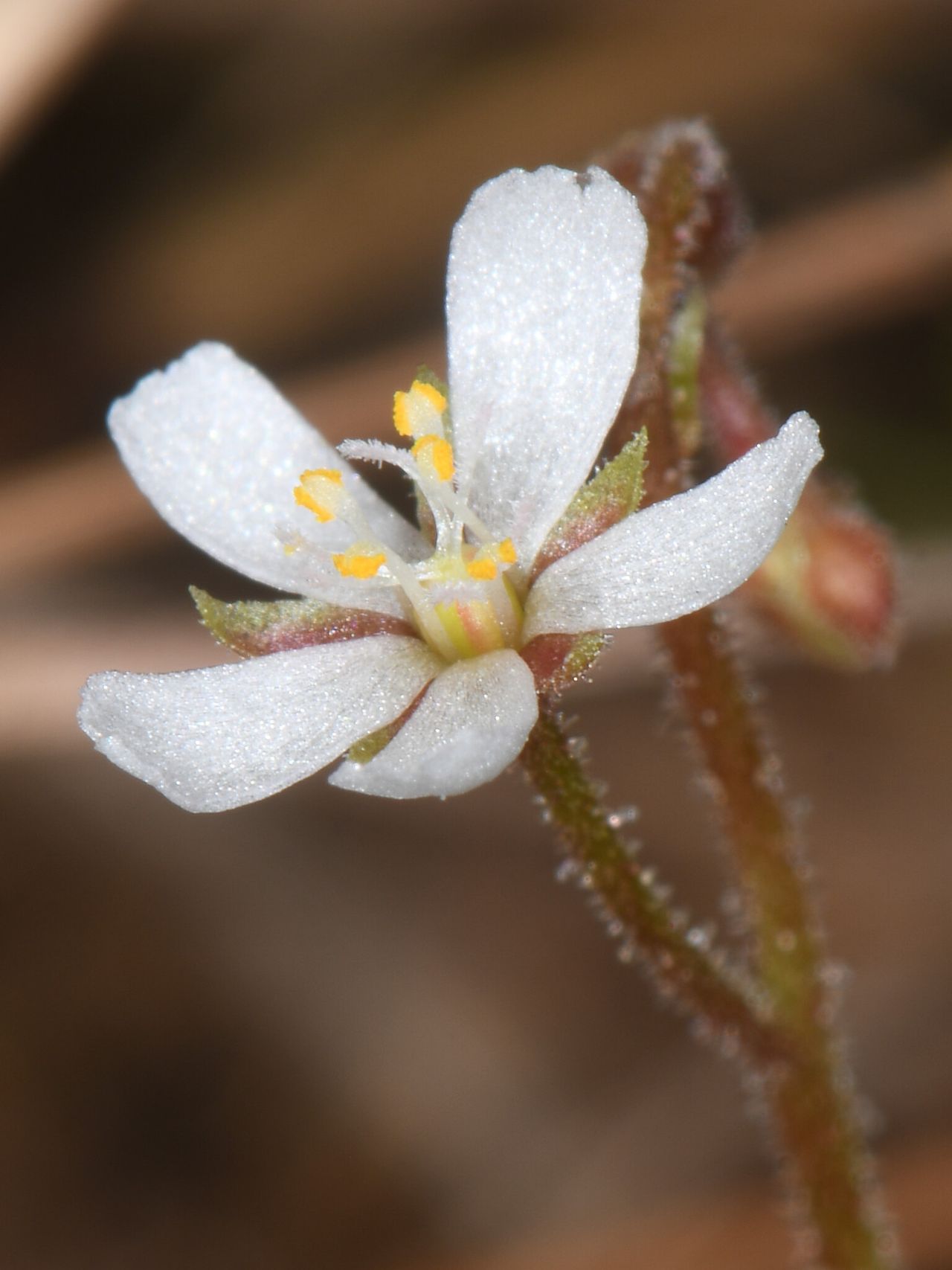 Drosera nana