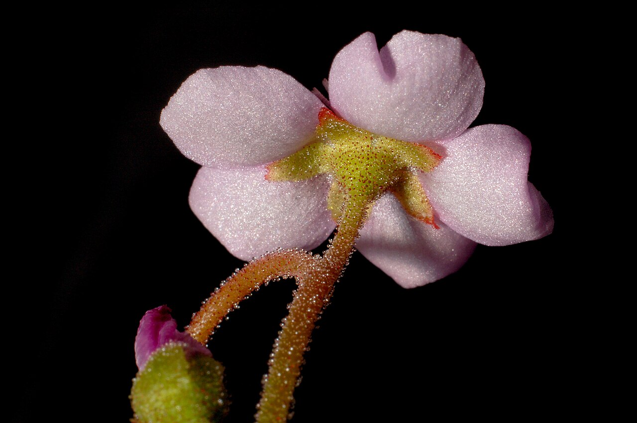Drosera natalensis — the flower