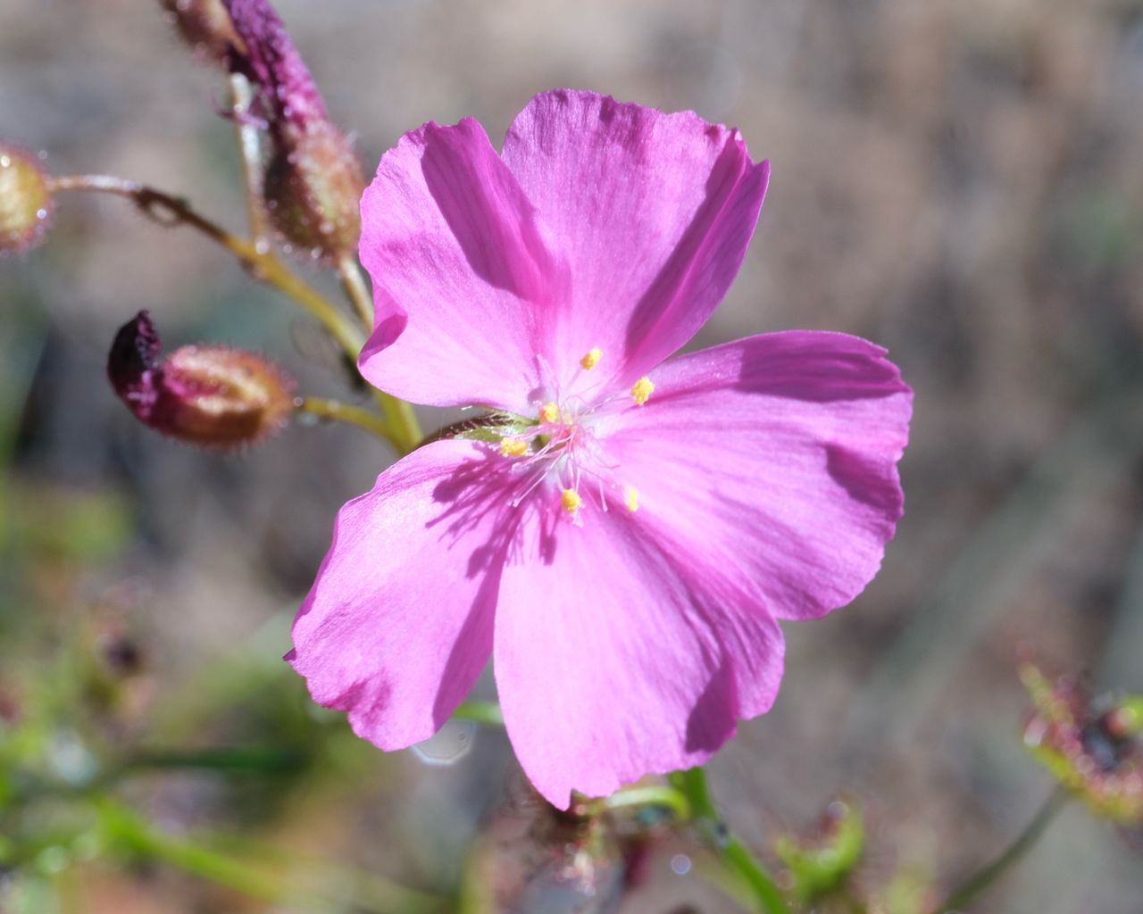 Drosera neesii