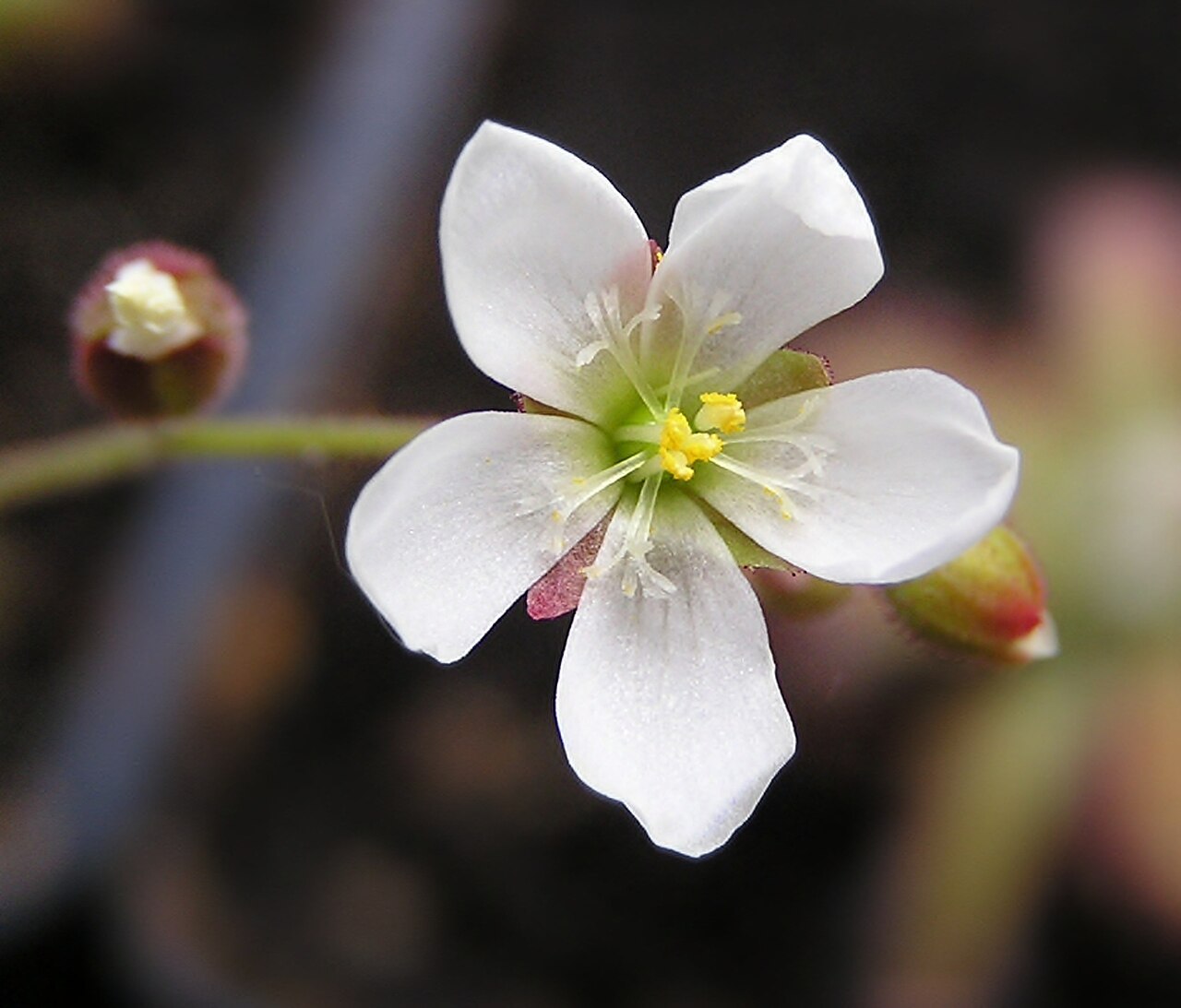 Drosera neocaledonica — la trampa de cerca