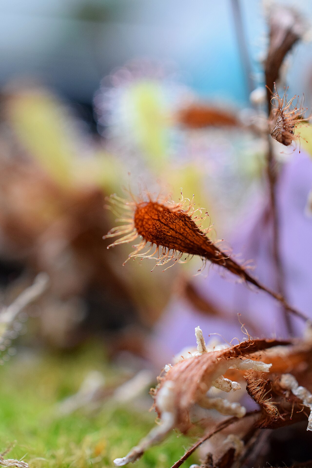 Drosera nidiformis