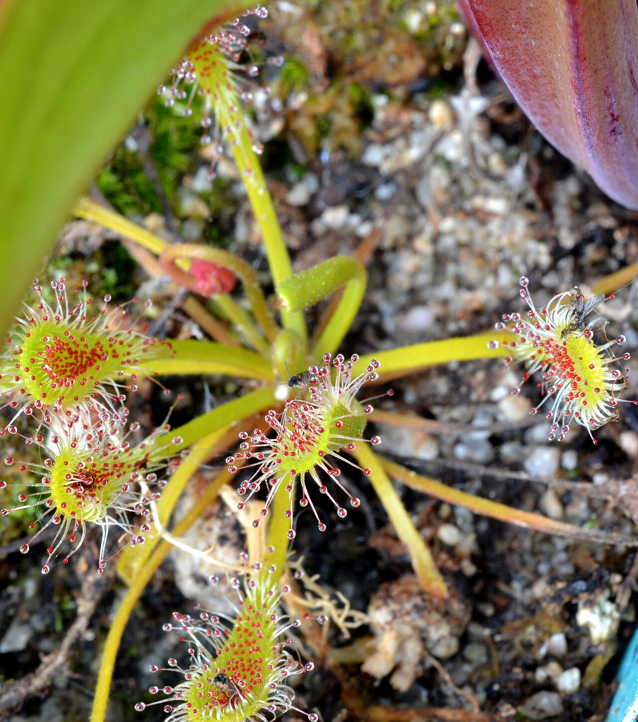 Drosera nidiformis — la trampa de cerca