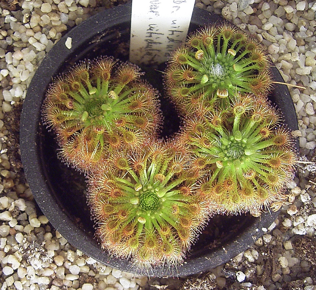 Drosera nitidula
