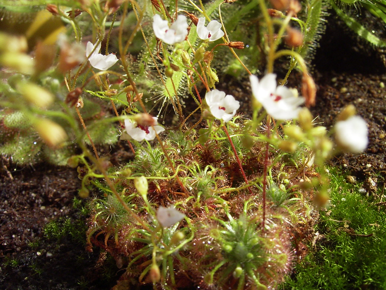 Drosera nitidula — de standplaats