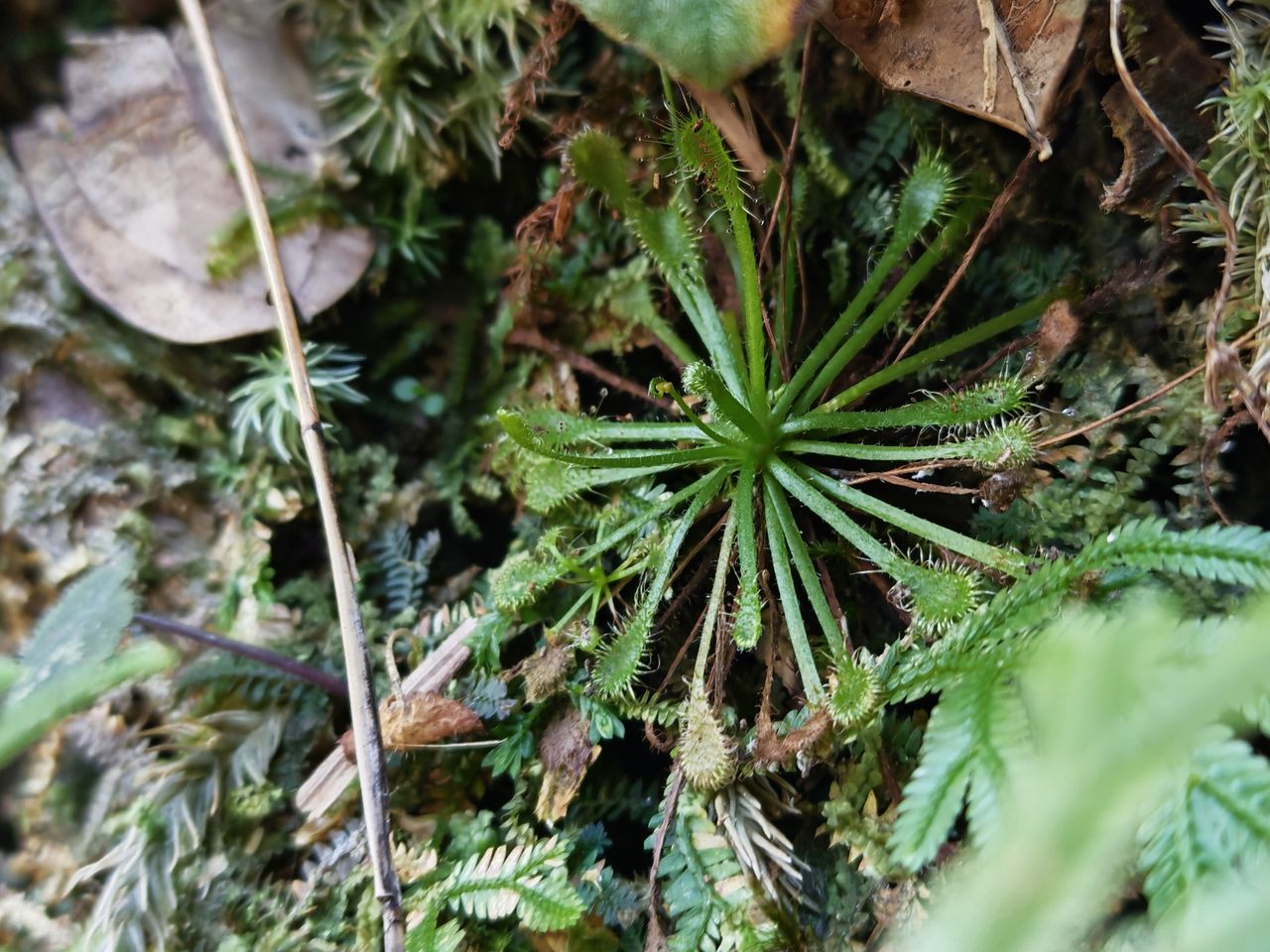 Drosera oblanceolata