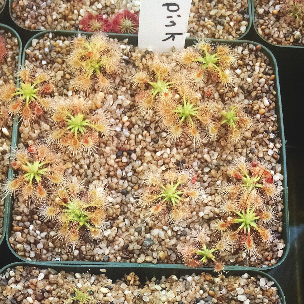 Drosera omissa — de val van dichtbij