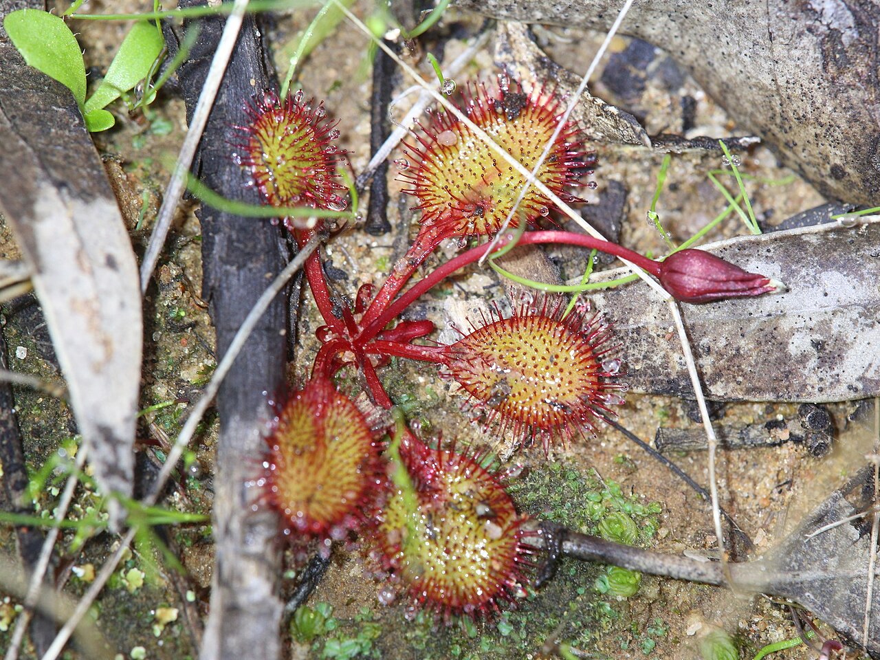 Drosera orbiculata