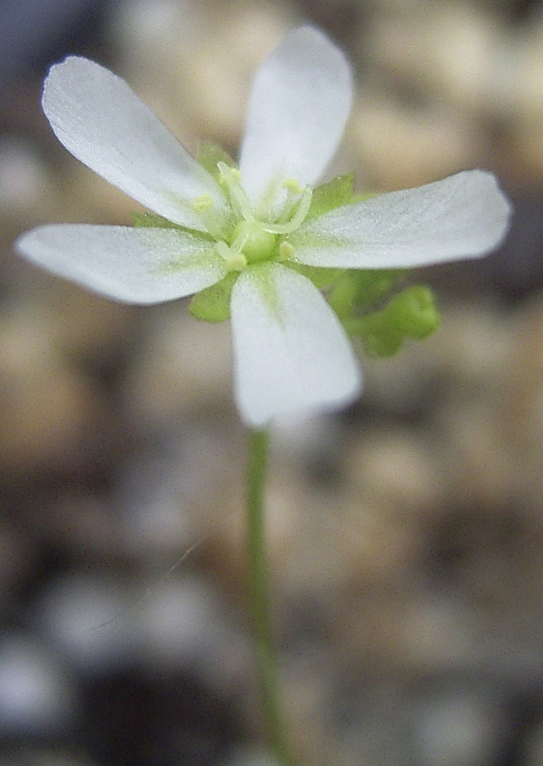 Drosera oreopodion — de bloem