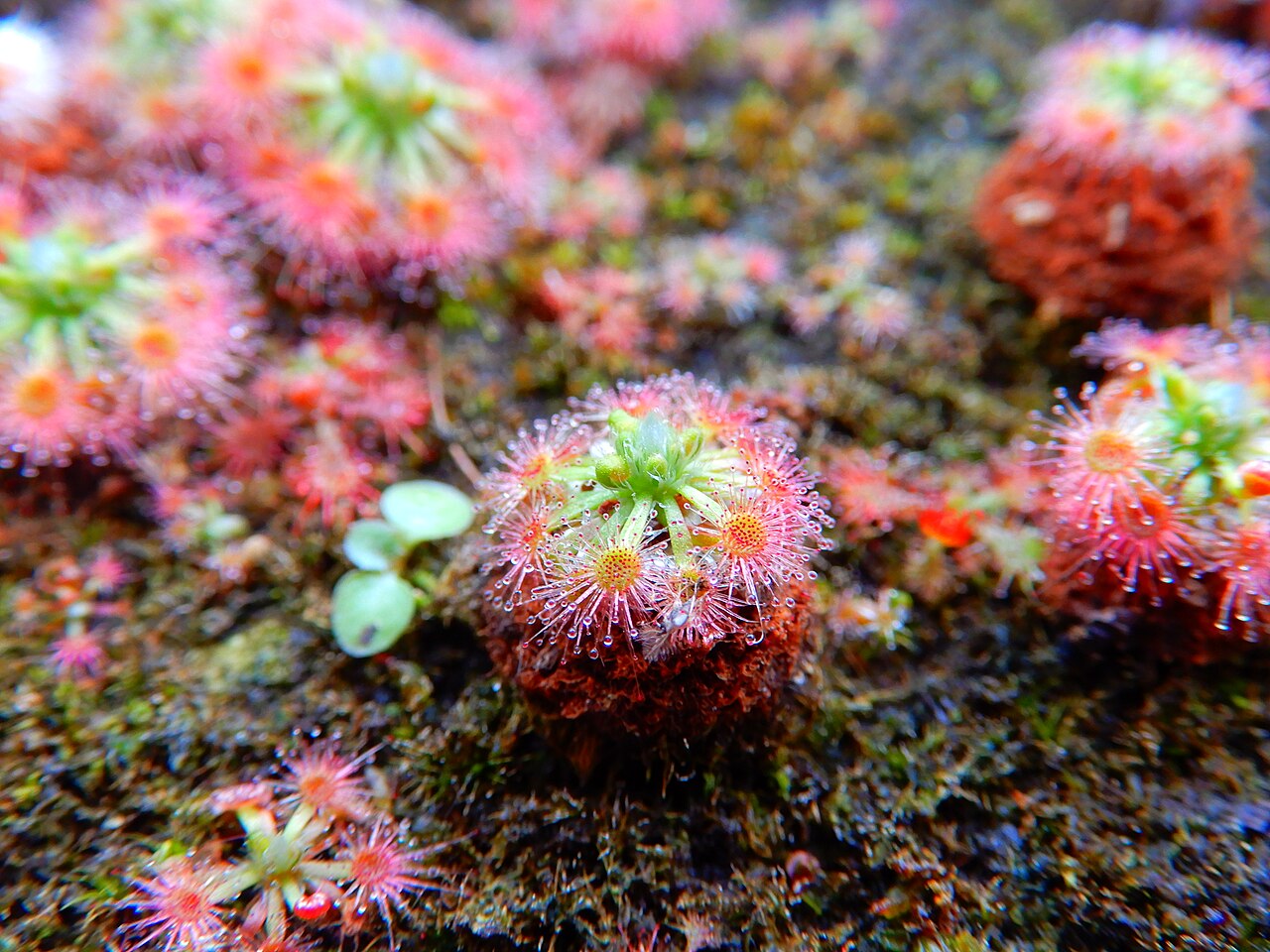 Drosera oreopodion