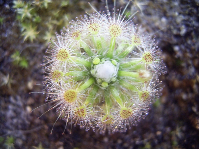 Drosera oreopodion — de val van dichtbij