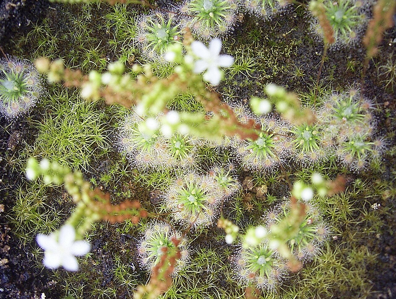 Drosera paleacea