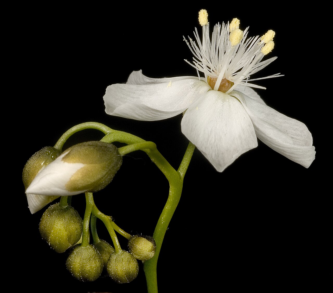 Drosera pallida — the flower